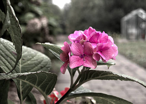 Purple Flower