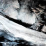 Narwhal detail