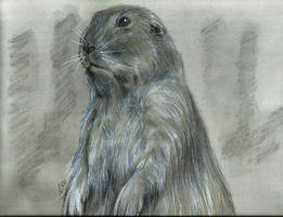 MARMOT