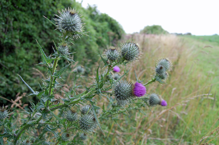 thistles