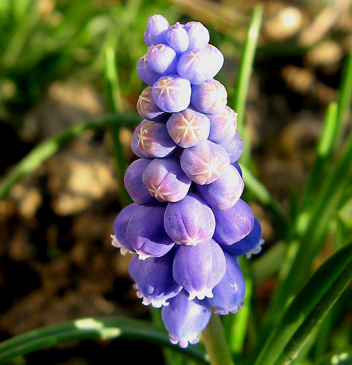 Grape Hyacinth