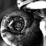 Snail BW