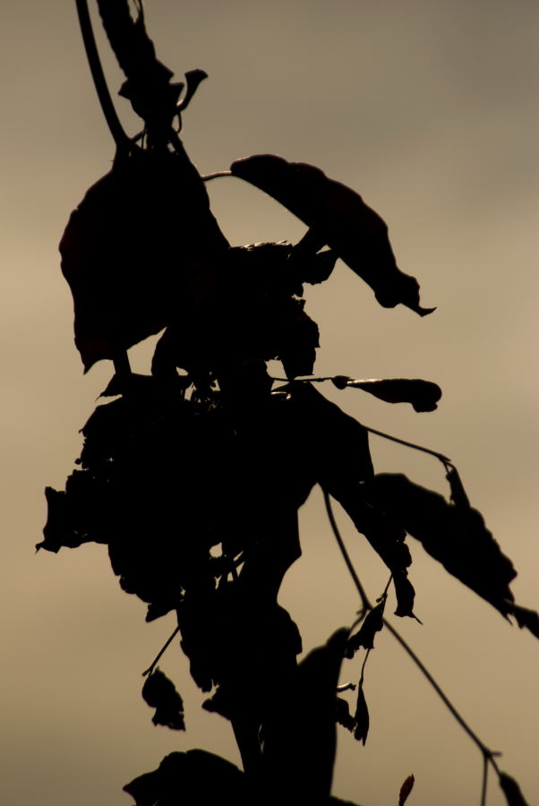 Dark leaves 2...