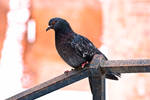 A pigeon. by ThePoet-D80