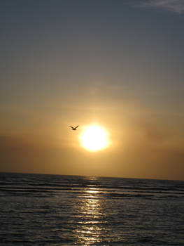 Seagull into the sunset