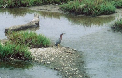 Green Heron