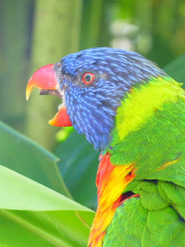 Picture Using Raucous The Raucous Rainbow by Akril15 on DeviantArt