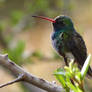 Broad-Billed Hummingbird