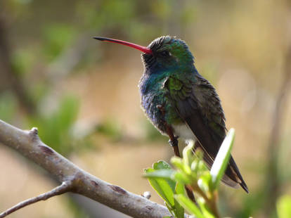 Broad-Billed Hummingbird