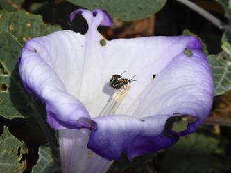 Potato Beetles on Jimsonweed Flower