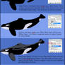 Orca Shading Tutorial