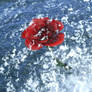 Drowning Rose