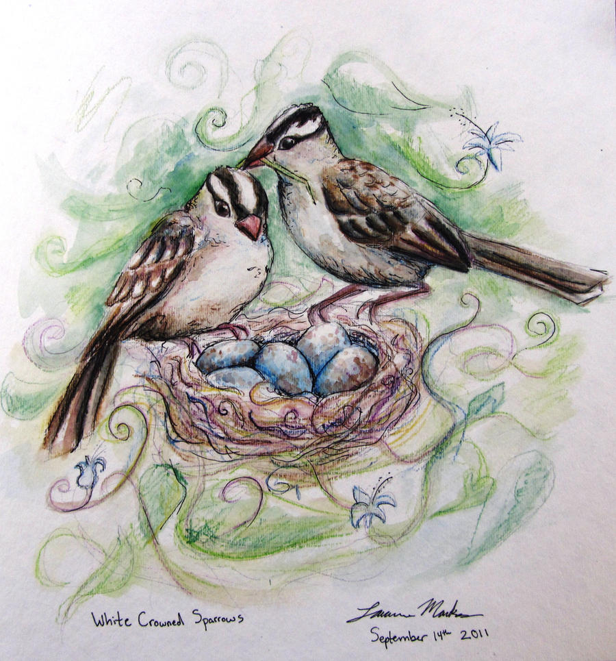 White Crowned Sparrow family