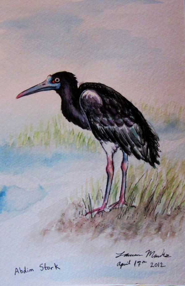 Abdim Stork