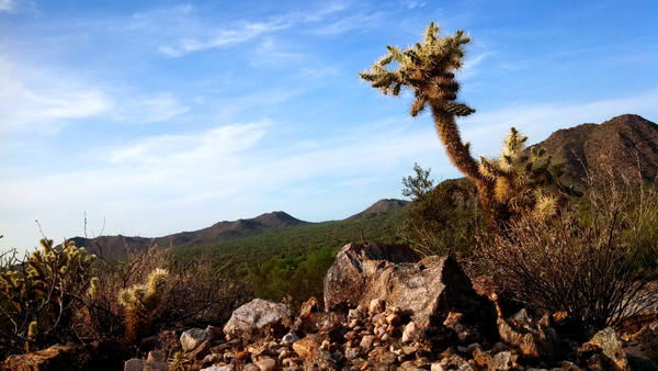 South Mountain Cholla