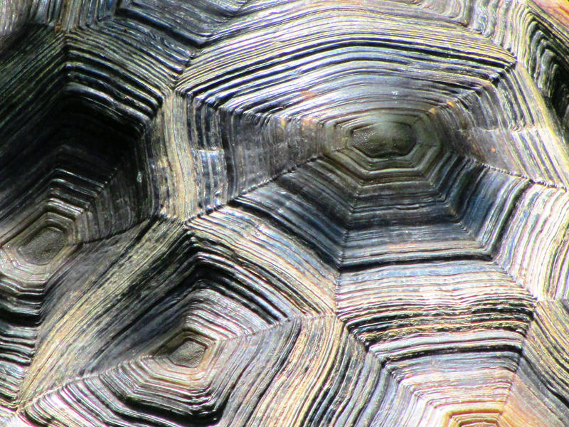Tortoise Shell Pattern by PonderosaPower on DeviantArt