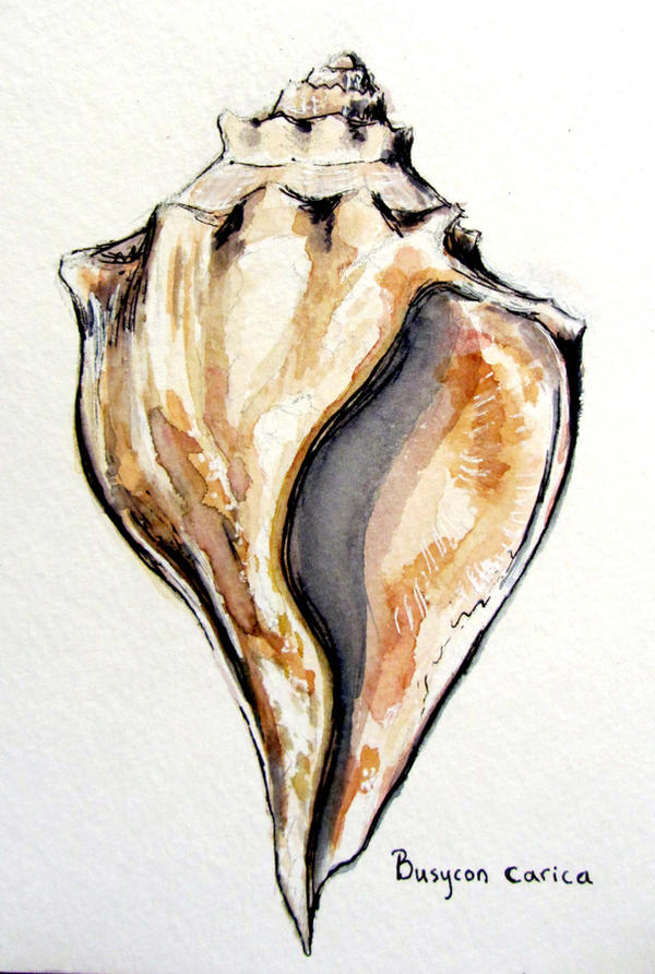 Knobbed Whelk