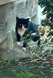 Nellie the Church Cat