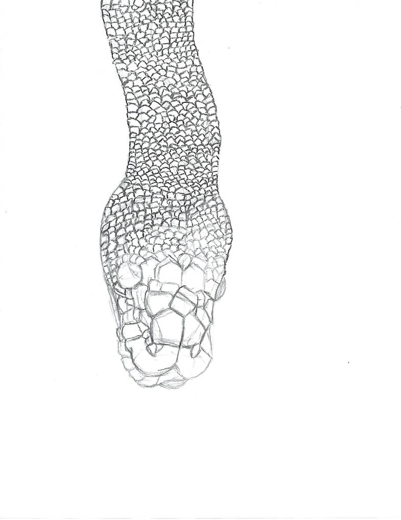 Ball Python Head Reference Ball Python's Head WIP by NinjaMaster13 on DeviantArt