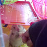 my hamster...