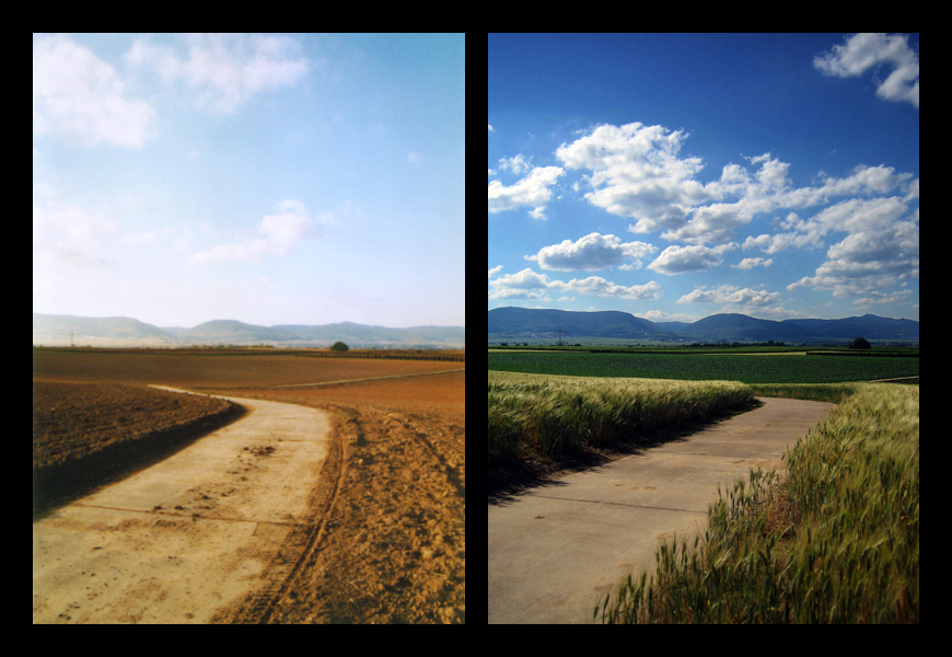 grain field - autumn + summer