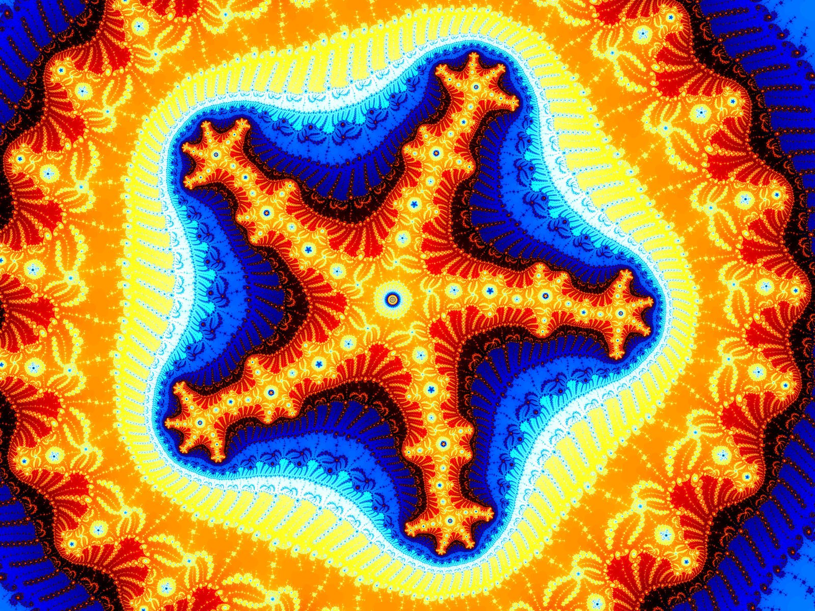 Metaphase Starfish 5th Order
