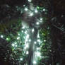 St Francis Christmas LED lights