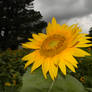Anticipating Rain