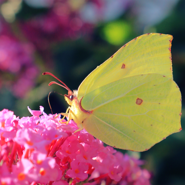 Brimstone Butterfly