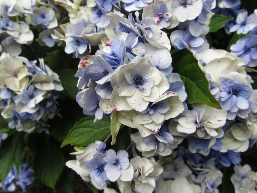 Late Hydrangeas