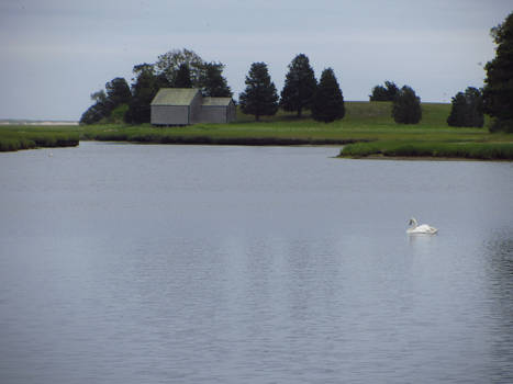 Saltwater Marsh