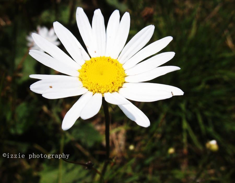 Marguerite