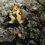 Acorn Shell, Oak Leaves, Lichen, Bark, Shadows