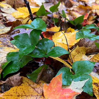 The Optimism of Hepatica