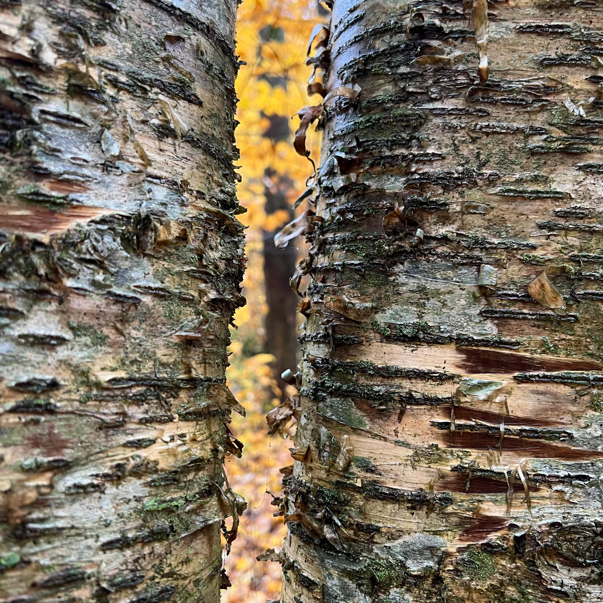 Birch Tree Wood Bark Texture by Enchantedgal-Stock on DeviantArt