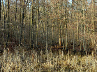 Cattails and Alders on a Warm Winter Afternoon