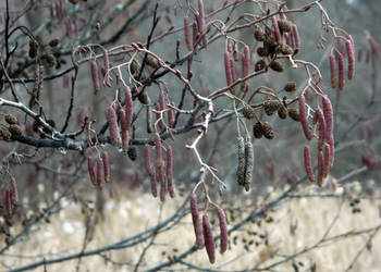 Alder Branches, Pods and Cones