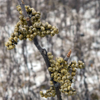 Poison Ivy Berries