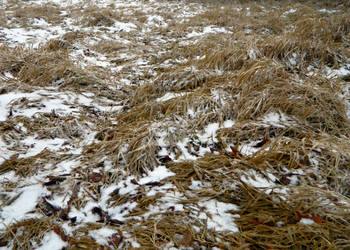 Snowswept Fen