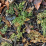 Still Life Under a Cedar Tree in January