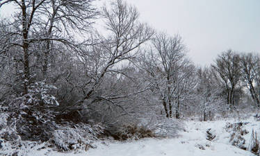 Culver Conservancy, Between Blizzards II