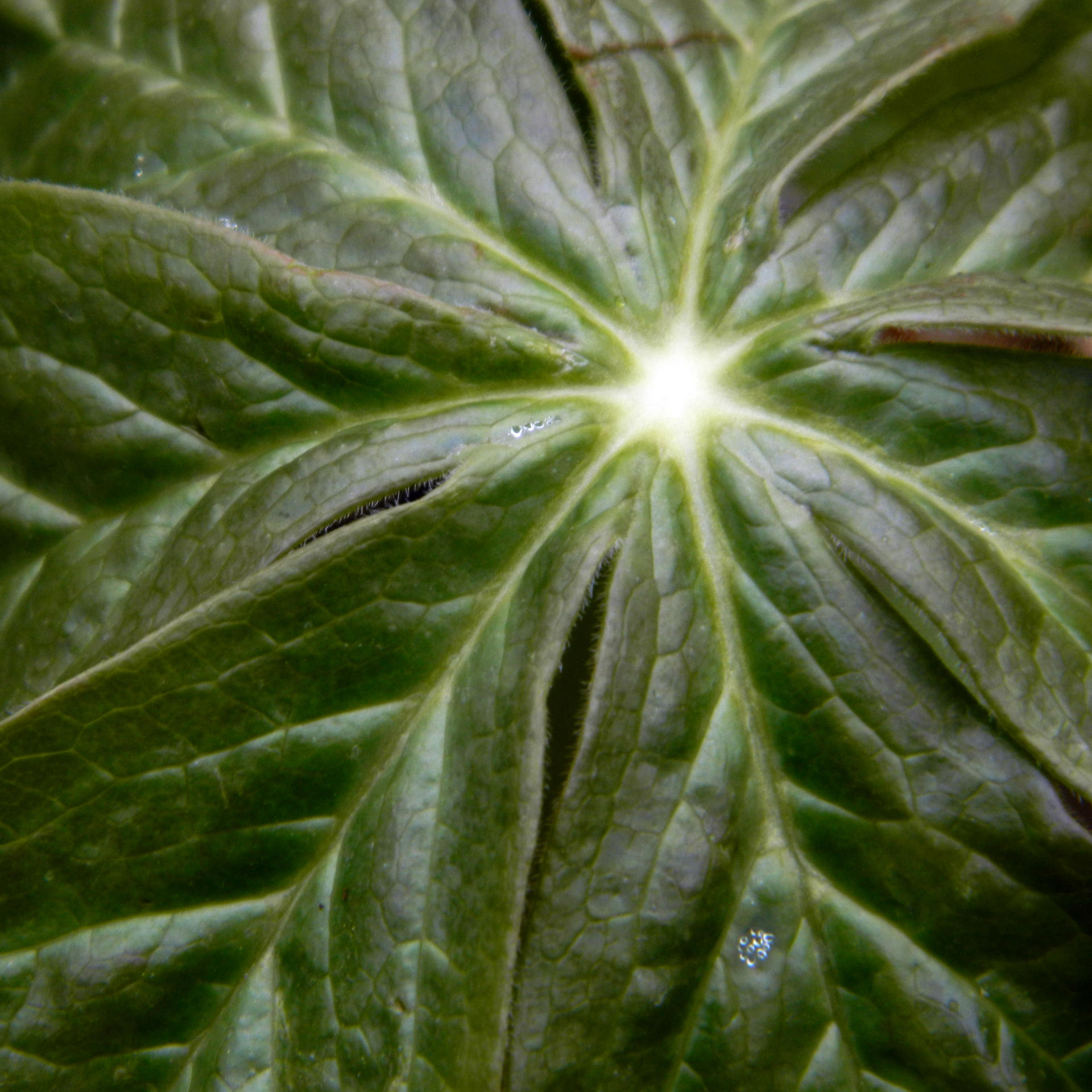 Mayapple Vortex by pauldlorentz on DeviantArt