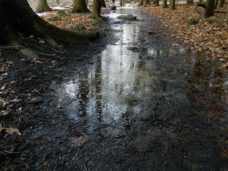 Early Thaw on a Walk Through Wingra Woods