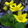 Marsh Marigold