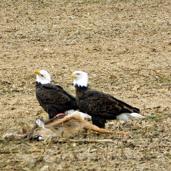 Bald Eagle Lunch Date