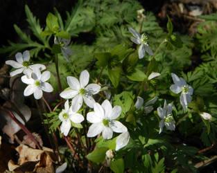 A Chorus of Hepatica