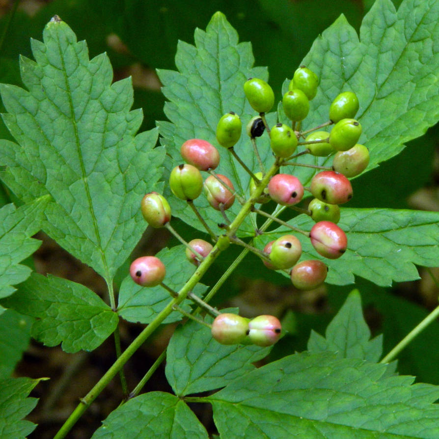 Red Baneberry by pauldlorentz on DeviantArt