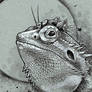 Bearded Dragon