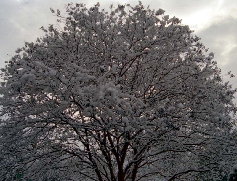 Snow Tree