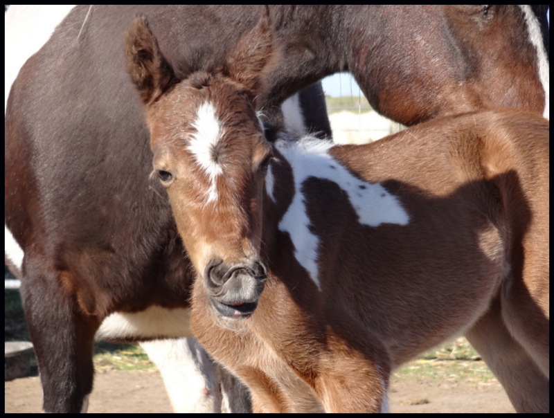 Pinto Sport Pony